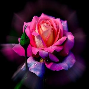 Meet your Posher, Allison